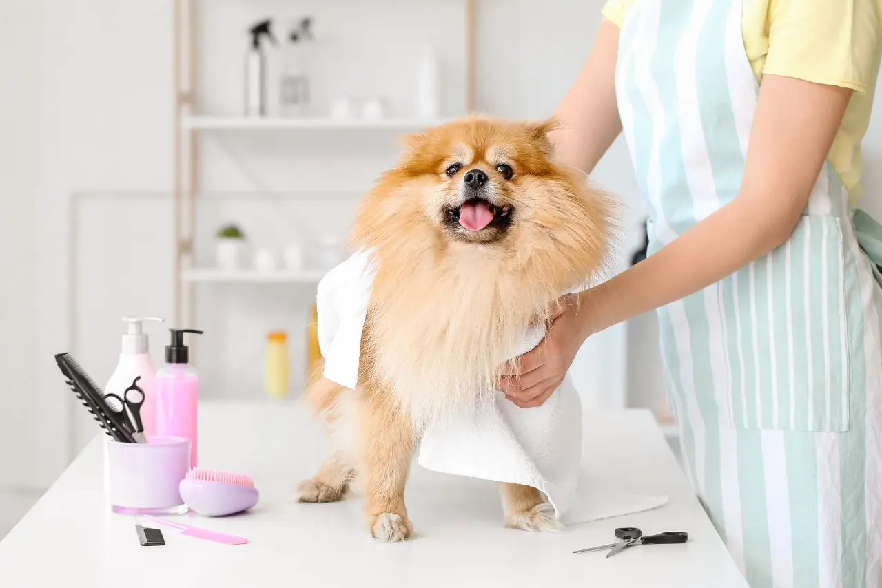 lavare il cane