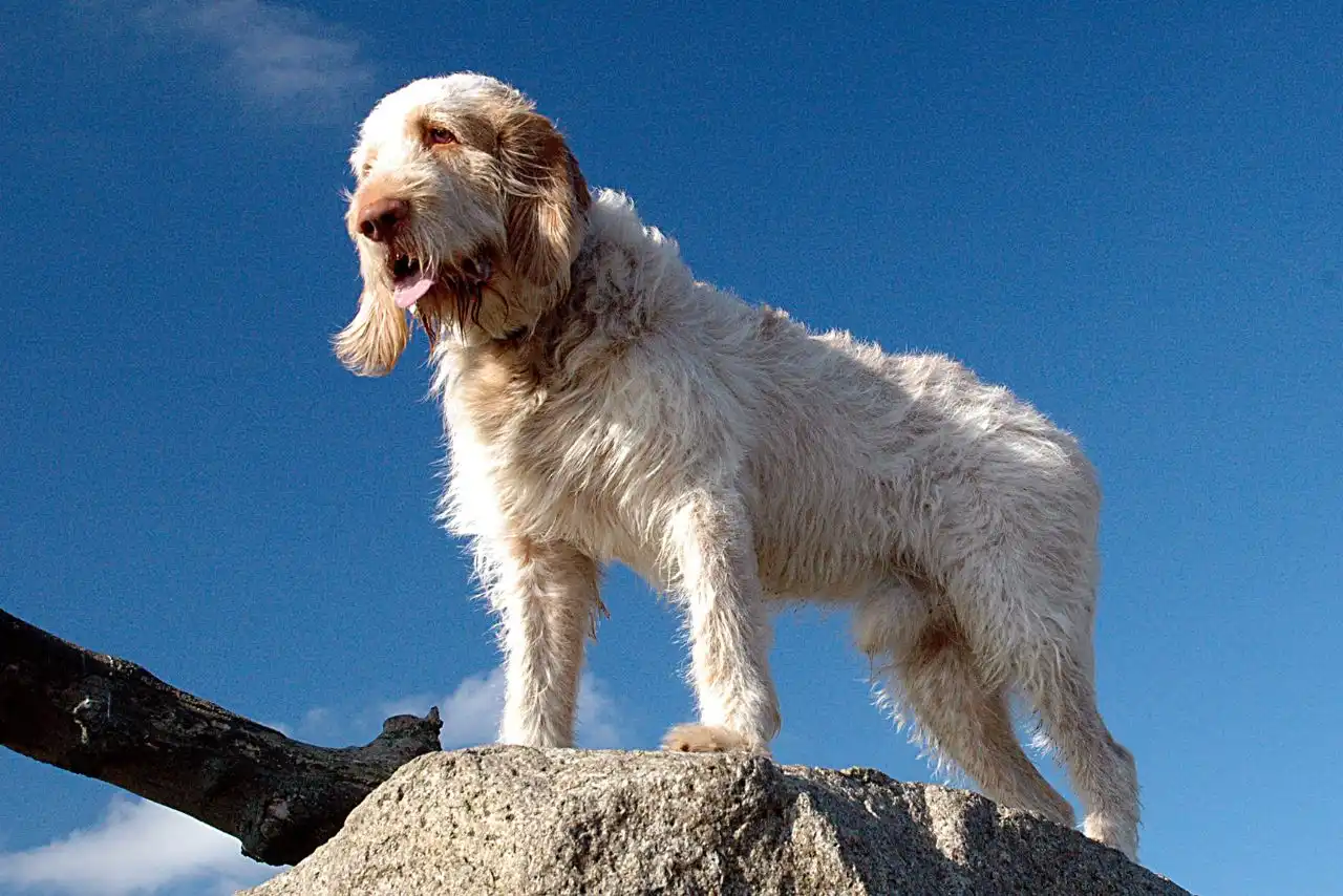 spinone italiano