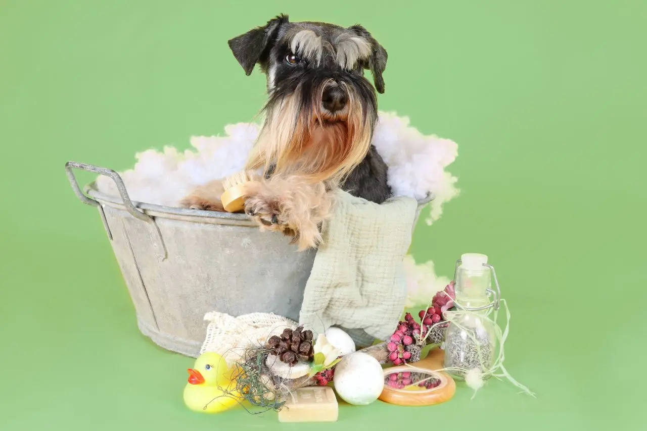 lavare il cane a casa