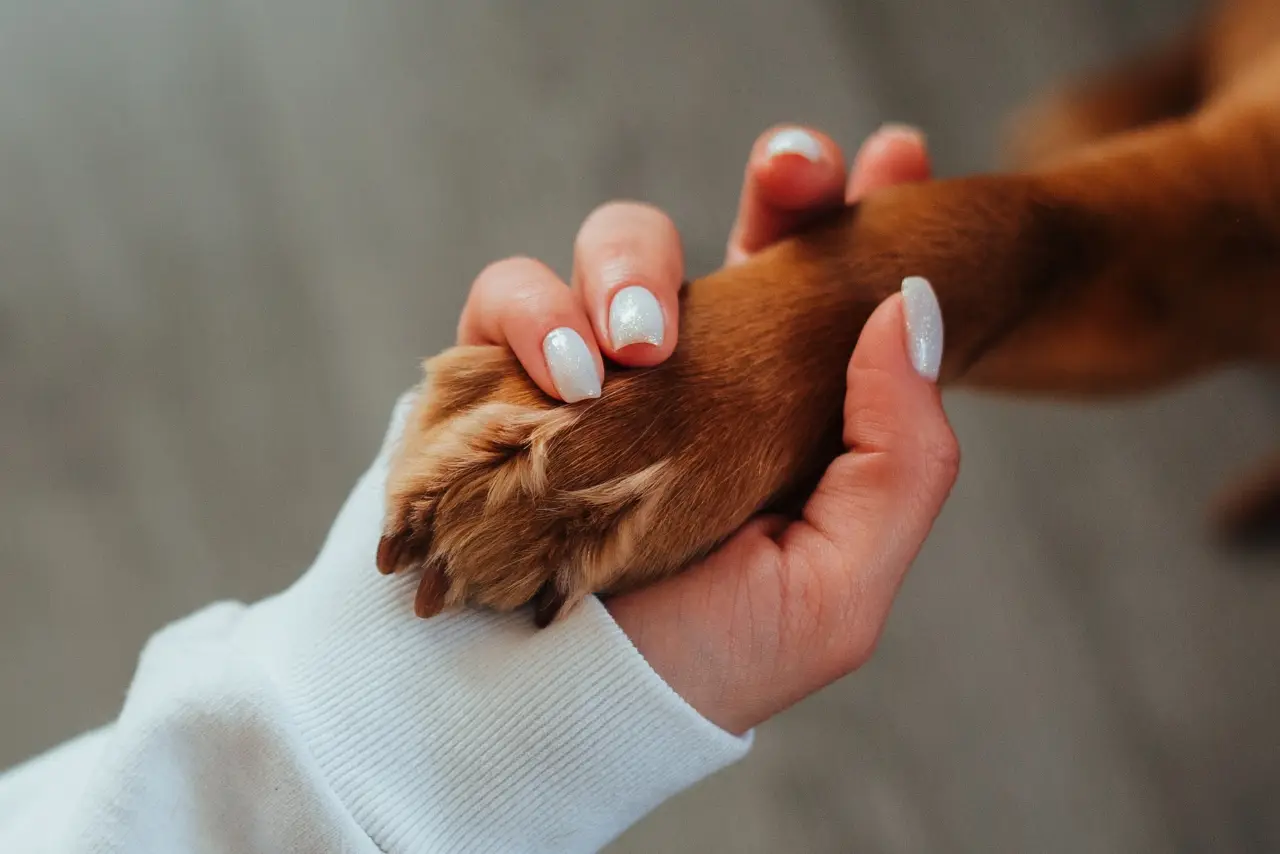 polpastrelli cane