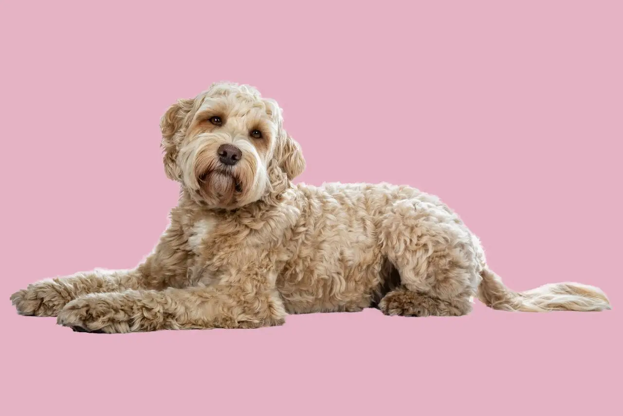 cane a pelo riccio