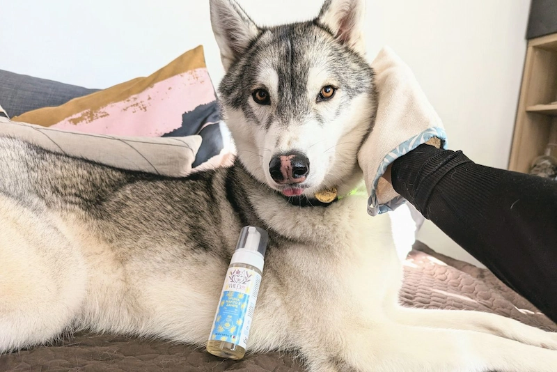schiuma detergente senza risciacquo wild care