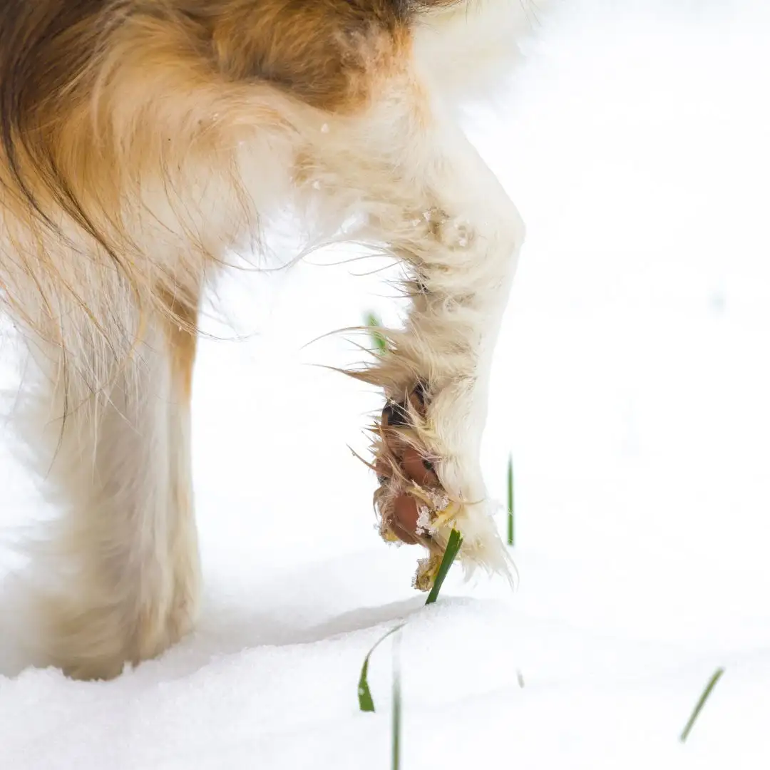 zampe del cane sulla neve