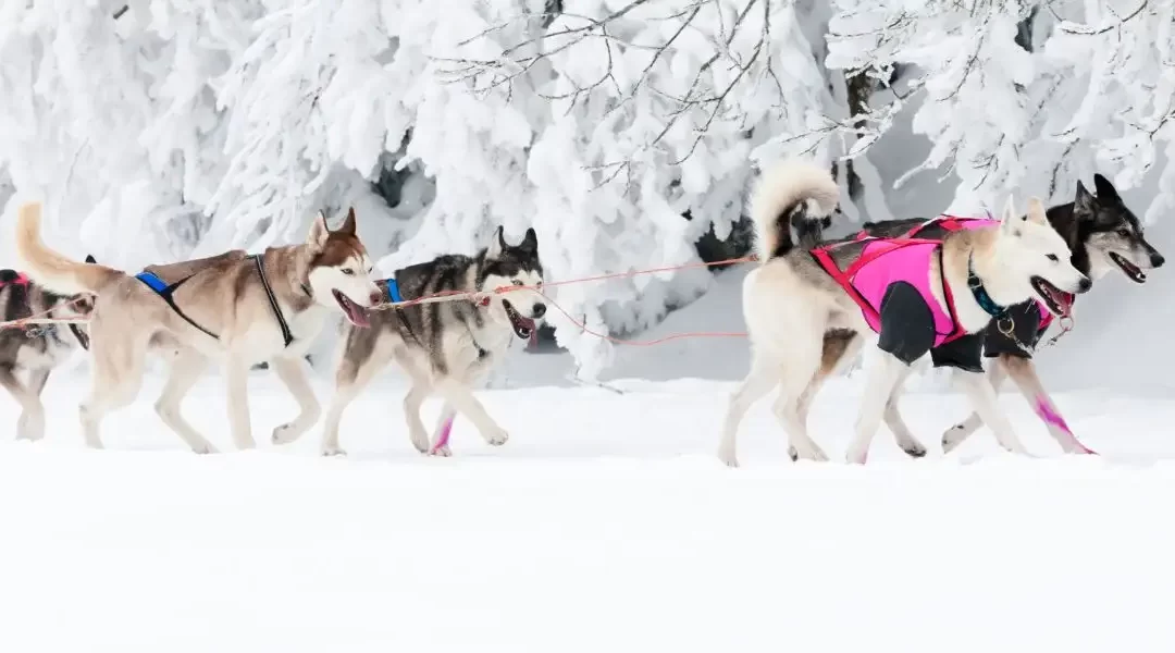 Come Proteggere le Zampe del Cane dal Freddo