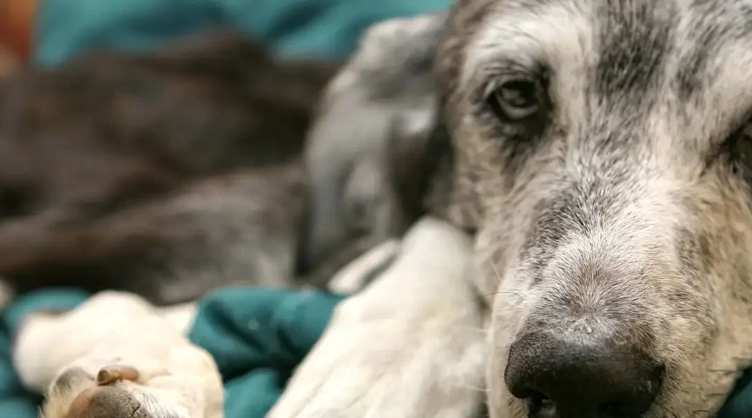 Pulire il cane anziano consigli pratici